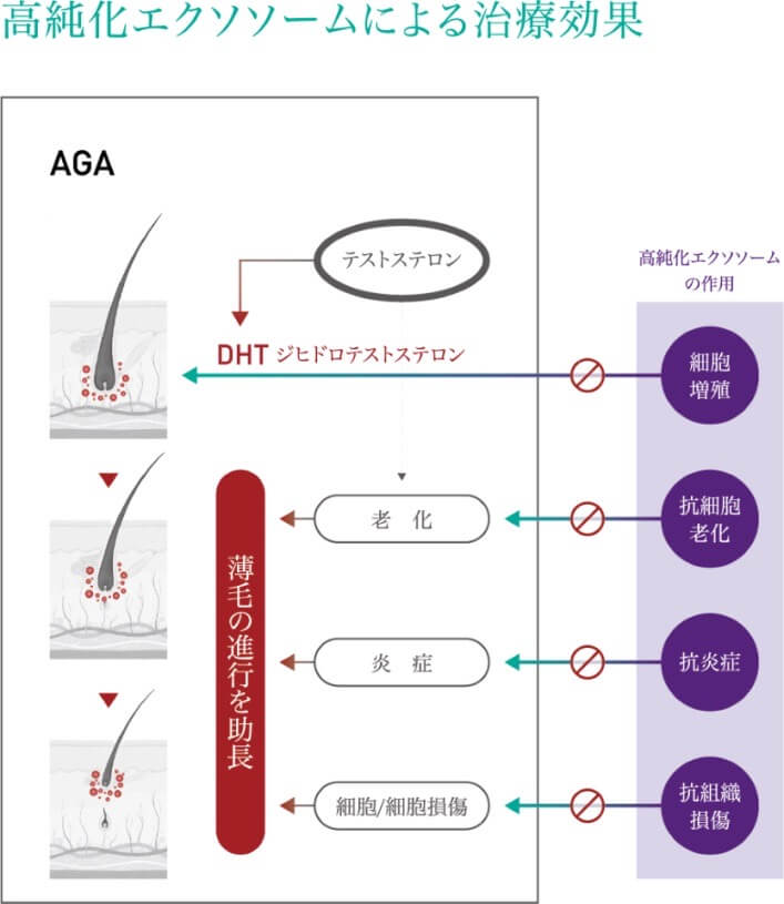 高純化エクソソームによる治療効果